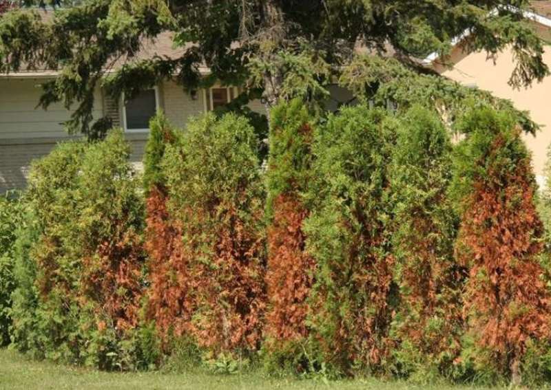 От использования соли даже вечнозеленые растения становятся рыжими